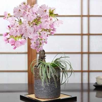 盆栽 桜 ミニ盆栽 桜盆栽 旭山桜と白竜の寄植え 信楽焼 茶窯変切立 4号 盆栽 桜 人気 花芽 ミニ盆栽 花見 四季 鉢植 お祝い プレゼント ギフト 鉢花 贈り物 サクラ 桜特集 盆栽妙