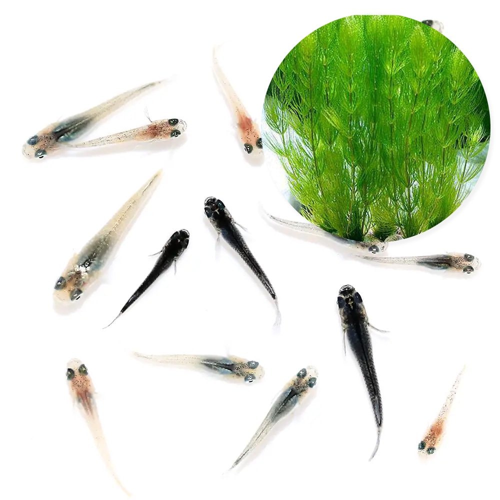 （めだか）（水草）無選別　高級メダカミックス　極　稚魚（５匹）＋ライフマルチ（茶）マツモ（無農薬）（３個）　ＣＲＣ60―80―13―00―00