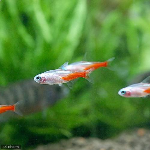 （熱帯魚）ホワイトダイヤモンド・ネオンテトラ（３０匹）　北海道・九州航空便要保温　ＣＲＣ13―20―10―05―00