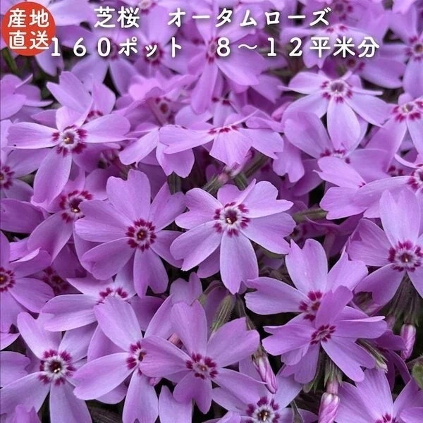 高品質 芝桜 オータムローズ ピンク色種（桃色） ９cmポット苗 １６０株 シ