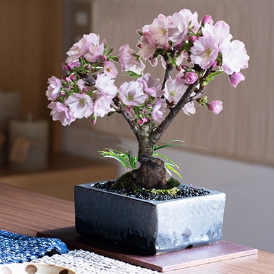 盆栽 桜 桜盆栽 ミニ盆栽 ミニ桜 旭山桜 和モダン 金彩 4号 信楽焼 作家鉢 花見 四季 鉢植 鉢花 お祝い プレゼント ギフト 贈り物 初心者 室内 卓上盆栽 旭山 苔 趣味 盆栽妙