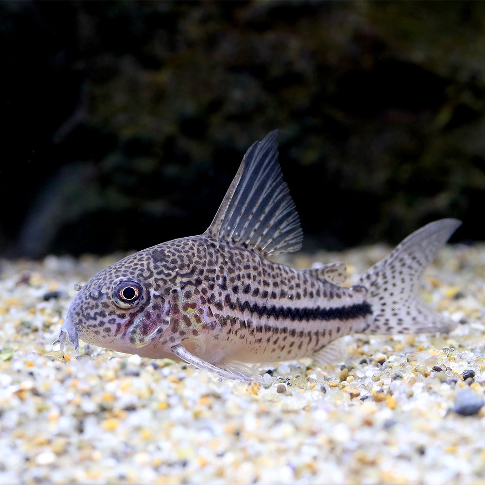 （熱帯魚）コリドラス・アクレボンディ（ワイルド）（１匹）　北海道航空便要保温　ＣＲＣ13―36―20―00―00