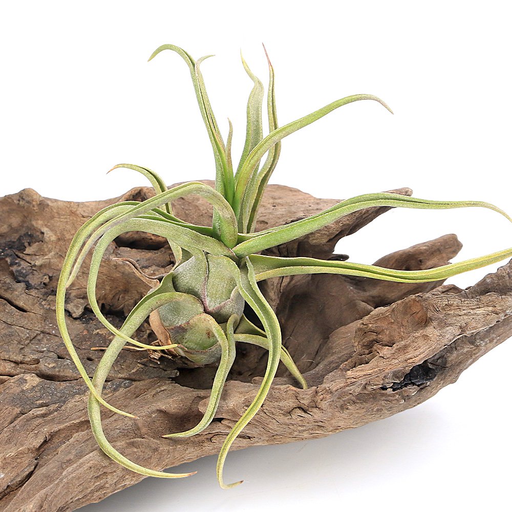（観葉植物）エアープランツ　チランジア　ショータイム（１株）　ＣＲＣ17―80―45―00―00