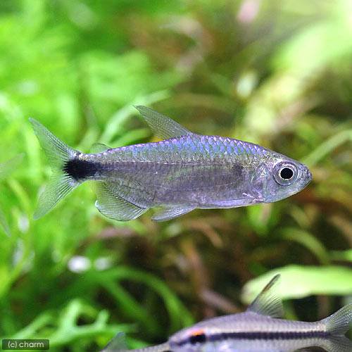 （熱帯魚）ブルーダイヤモンド・コンゴテトラ（１ペア）　北海道・九州航空便要保温　ＣＲＣ13―20―15―00―00