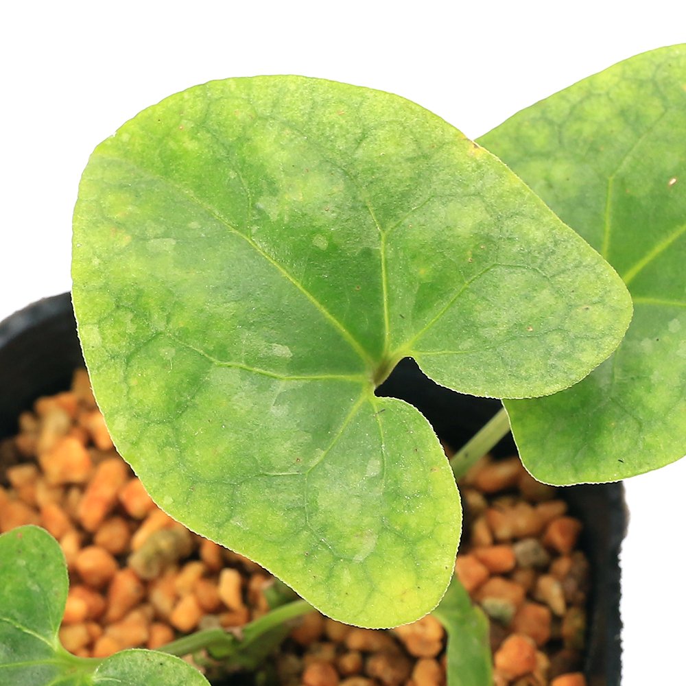 （山野草）カンアオイ（寒葵）ミヤコアオイ（都葵）　素心　３号（１ポット）古典園芸　ＣＲＣ15―35―40―00―00