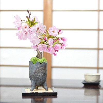 盆栽 桜 ミニ盆栽 桜盆栽 旭山桜 1才桜 万古焼 黒金三足3号 桜 人気 ミニ盆栽 花見 四季 鉢植 お祝い プレゼント ギフト鉢花 贈り物 サクラ 桜特集 盆栽妙