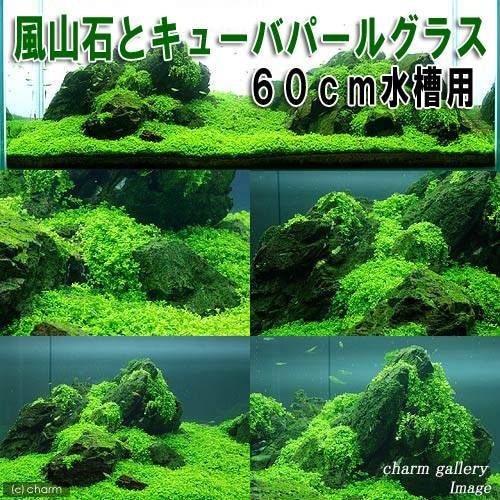 （水草）風山石とキューバパールグラス　６０ｃｍ水槽用レイアウトセット（水上葉）（無農薬）　北海道航空便要保温　ＣＲＣ12―23―40―00―00