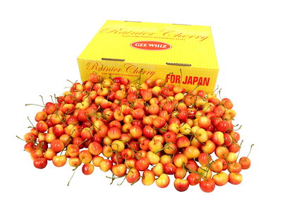 十字架 クロスのスリスタル 希少 美しくパワフルクラスター 【公式通販】