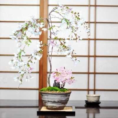 盆栽 桜 盆栽 桜盆栽 しだれ桜と旭山桜の寄植え 一才桜 ミニ桜 人気 花芽 ミニ盆栽 花見 四季 鉢植 お祝い プレゼント 鉢花 贈り物 サクラ 桜特集 盆栽妙