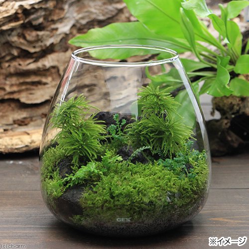 （観葉植物）ＧＥＸ　グラスアクア　ティアー　Ｎ　Ｆセット　本州四国限定　ＣＲＣ15―20―10―03―00