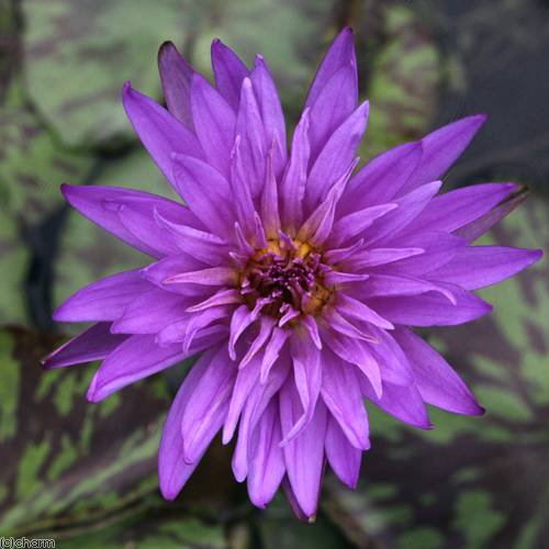 （ビオトープ）睡蓮　熱帯性睡蓮（スイレン）（青）　ブルー　アスター（１ポット）（休眠株）　ＣＲＣ15―10―23―40―00