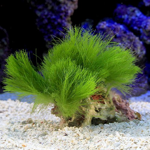 （海水魚）海藻　インドネシア産　マユハキモ　岩付き（１個）　北海道・九州航空便要保温　ＣＲＣ26―88―10―00―00