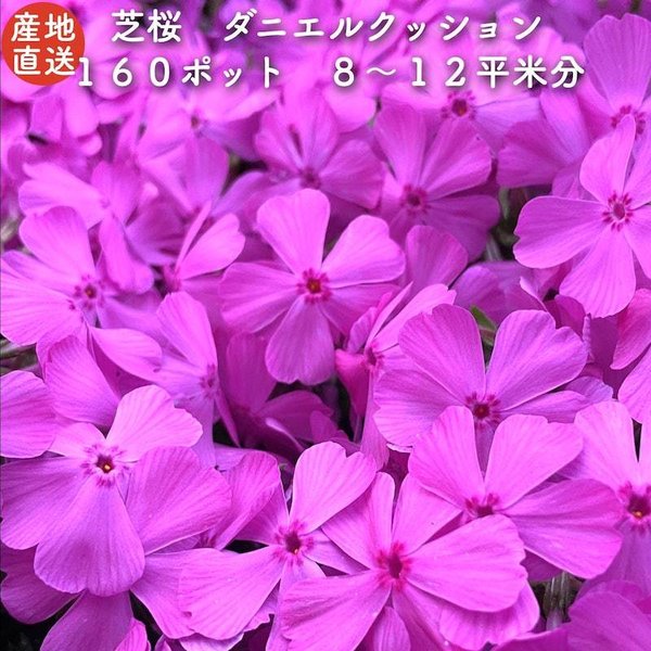 高品質 芝桜 ダニエルクッション ピンク種 ９cmポット苗 １６０株 シバザク