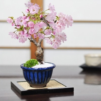 盆栽 桜 ミニ盆栽 桜盆栽 ミニ桜 旭山桜 一才桜 万古焼 なまこ花型 桜 人気 花見 自宅でお花見 鉢植 お祝い プレゼント ギフト 鉢花 贈り物 サクラ 桜特集 盆栽妙