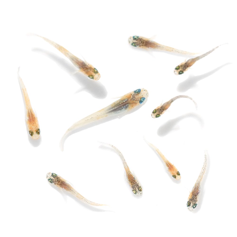 （めだか）無選別　菊銀美人Ｒメダカ　稚魚（１０匹）　ＣＲＣ60―20―22―70―20