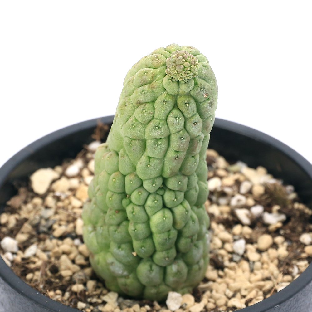 （多肉植物）ガガイモ　カルマフォエチダ　ラリレアキア　３号（１鉢）　ＣＲＣ15―60―95―00―00 12,946円