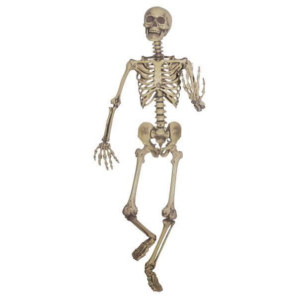 SUNSTAR Pose ＆ Hold Skeleton（ポーズ＆ホールド等身大のスケルトン）