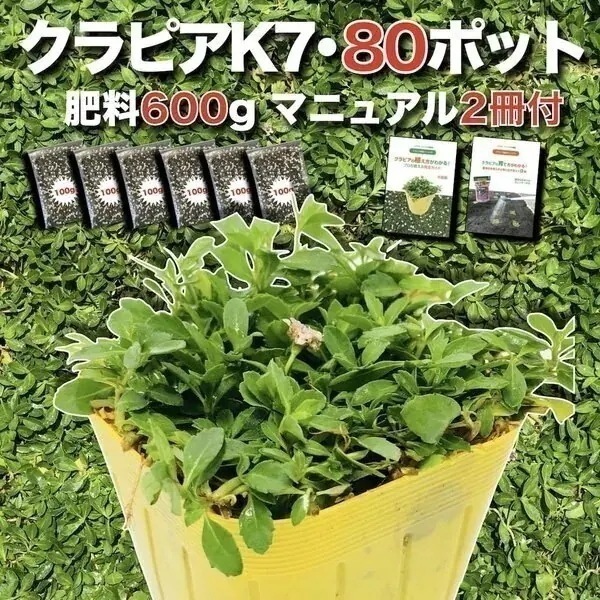 クラピア K7（白） 9cmポット苗 80鉢セット 有機入り一発果菜肥料600g付き 完全