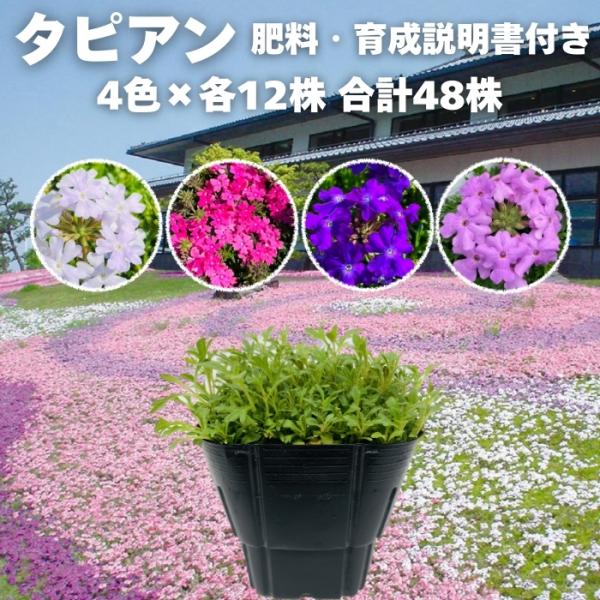タピアン 4品種×各12株 合計48株 9cmポット苗 肥料付き 3号 バーベナ属 サントリーフラワーズ グランドカバー 常緑 多年草 宿根草 雑草対策 下草