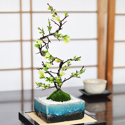 盆栽 長寿梅 曲がり白長寿梅 盆栽 人気 長寿梅 花盆栽 縁起 ギフト 贈り物 おしゃれ モダン インテリア