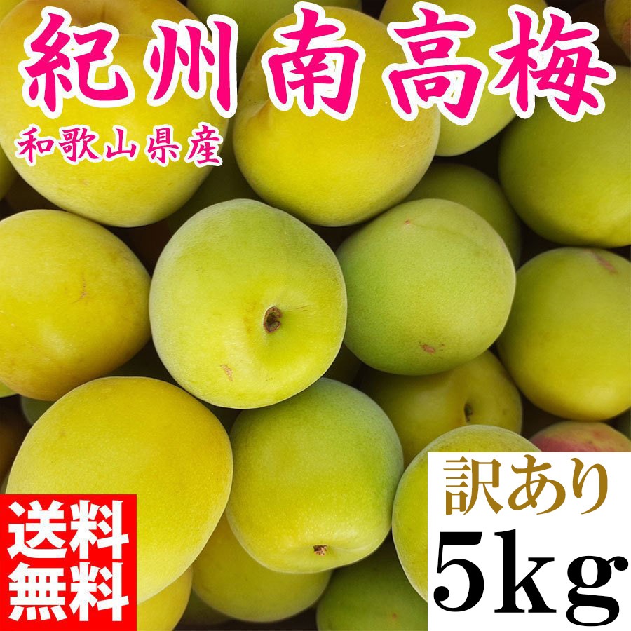 予約販売6月上旬頃から順次発送 /青梅 訳あり 5ｋｇ 生梅 訳あり SLサイズ 朝取り 南高梅