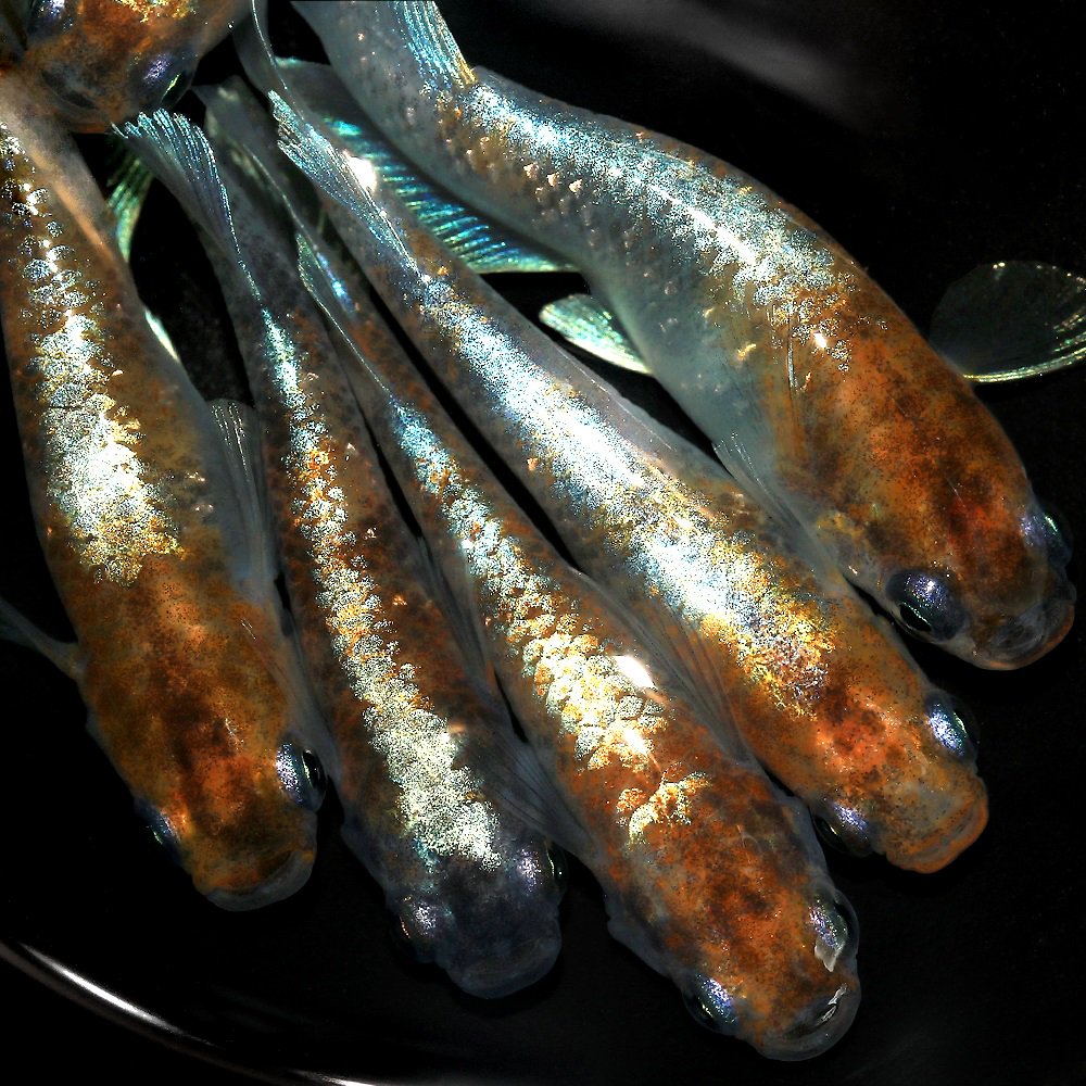 （めだか）菊銀美人Ｒメダカ　メダカ屋サバンナブリード（１ペア）　ＣＲＣ60―20―22―70―20