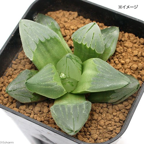 （多肉植物）ハオルチア　ピグマエア　ミュータント　２．５ー３号（１鉢）　ＣＲＣ15―60―50―00―00