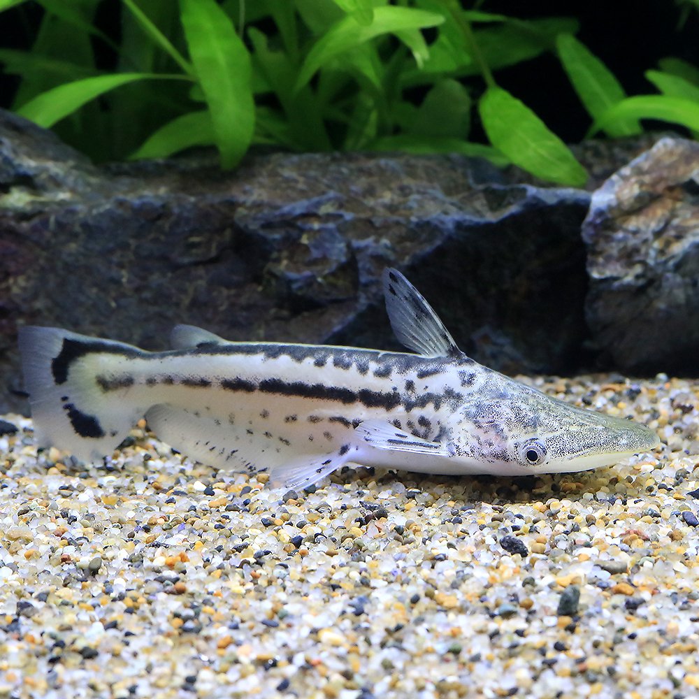 （熱帯魚）マーブルドルフィンキャット（１匹）　北海道・九州航空便要保温　ＣＲＣ13―46―00―00―00