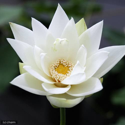 （ビオトープ）蓮　ハス（白）　剣舞蓮（ケンマイレン）植替え済（１ポット）　ＣＲＣ15―10―30―30―30 5,671円