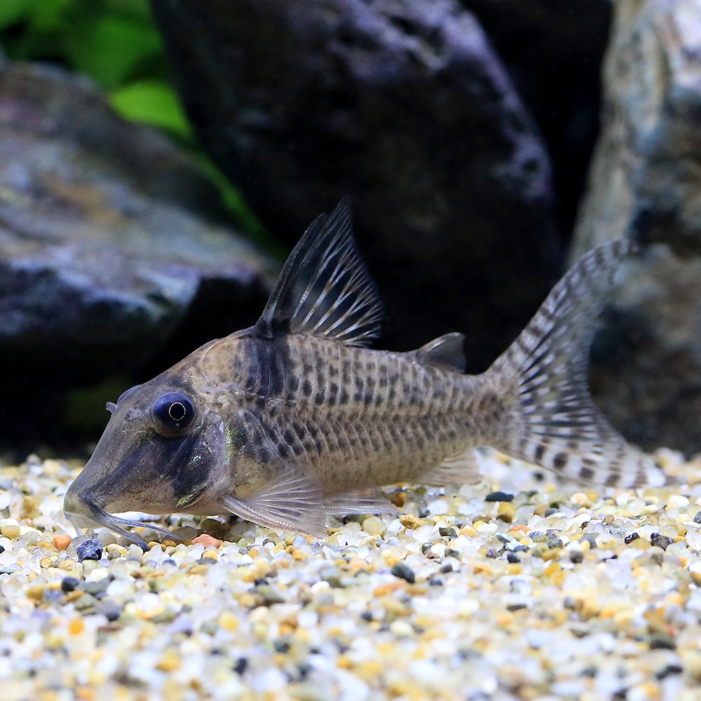 （熱帯魚）コリドラス・ｓｐ．オリシミナ（ワイルド）（１匹）　北海道・九州航空便要保温　ＣＲＣ13―36―60―00―00
