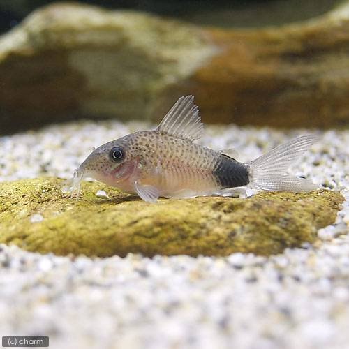 （熱帯魚）コリドラス・マツザカエ（ワイルド）（１匹）　北海道・九州航空便要保温　ＣＲＣ13―36―50―00―00
