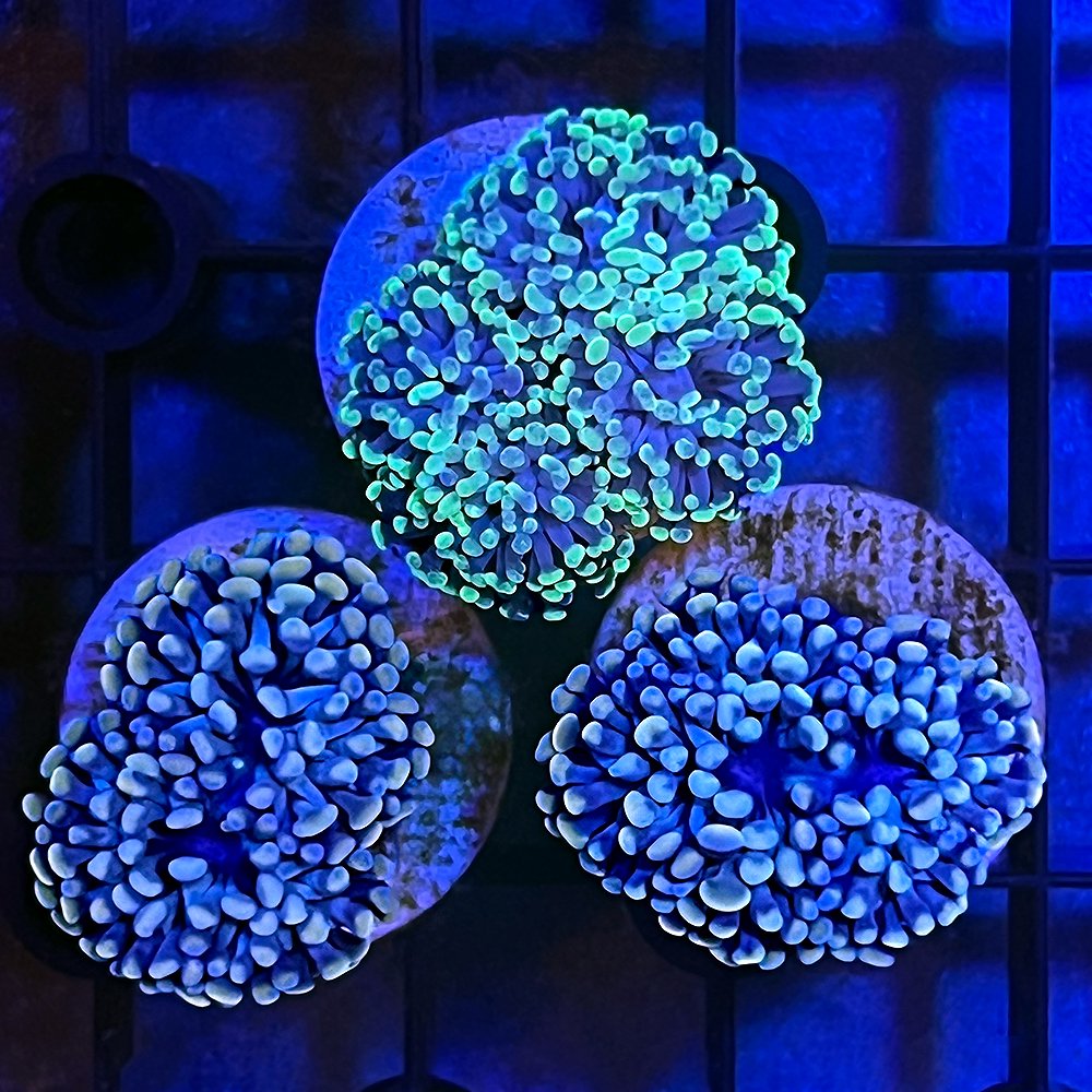 （サンゴ）カンムリハナサンゴ　グリーン系　プラグ付き（１個）　ｙ－１９　ＣＲＣ26―50―40―30―50