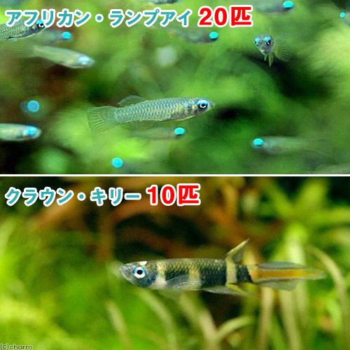 （熱帯魚）アフリカン・ランプアイ（２０匹）＋クラウン・キリー（１０匹）　北海道航空便要保温　ＣＲＣ13―17―10―00―00