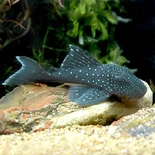 （熱帯魚）ブルーフィン・プレコ　Ｍサイズ（ワイルド）（１匹）　北海道・九州航空便要保温　ＣＲＣ13―44―40―00―00