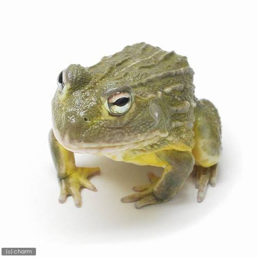 （両生類）アフリカウシガエル　ＣＢ個体（１匹）　北海道・九州航空便要保温　ＣＲＣ17―05―35―40―00