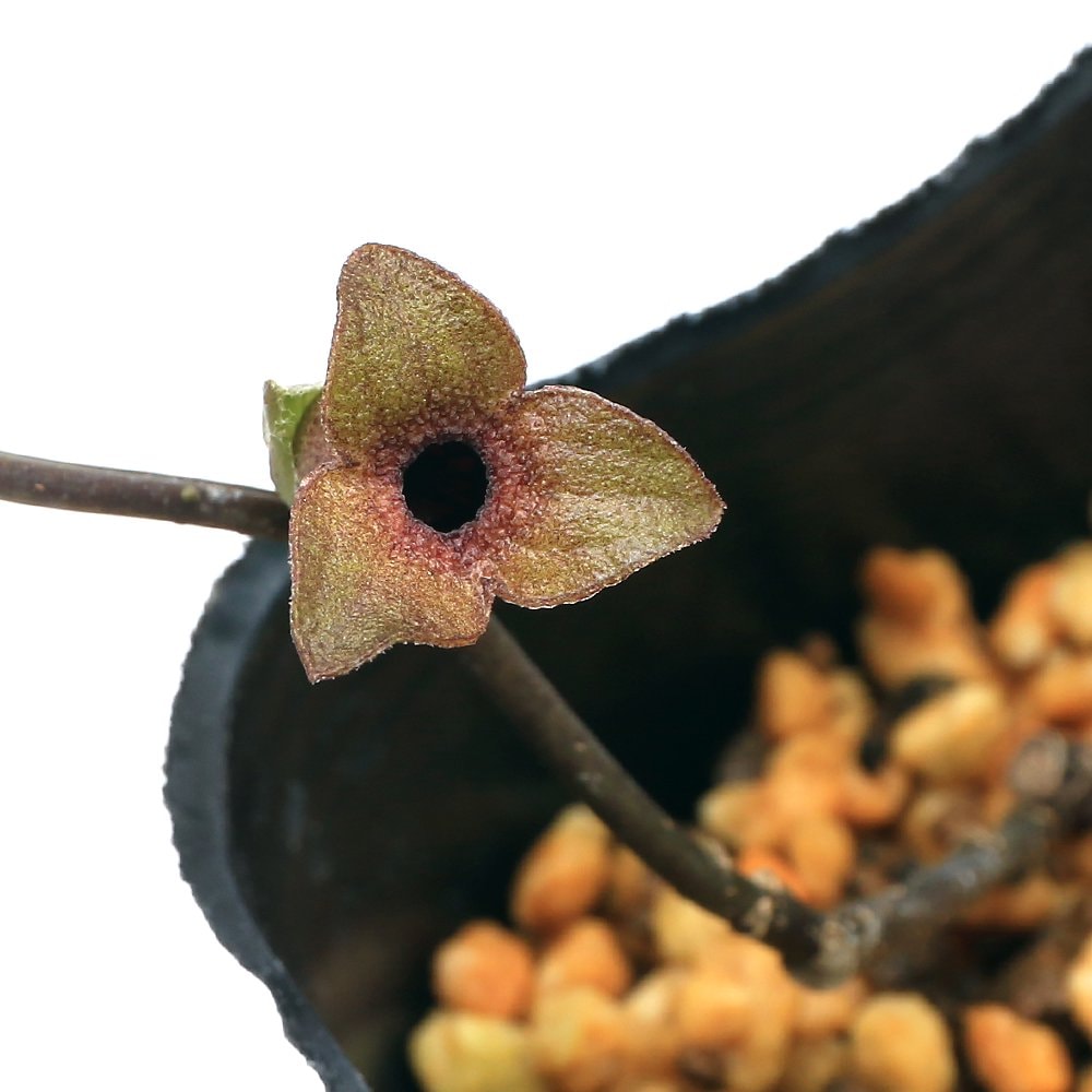 （山野草）カンアオイ（寒葵）ミハマカンアオイ（御浜寒葵）３号（１ポット）　ＣＲＣ15―35―40―00―00