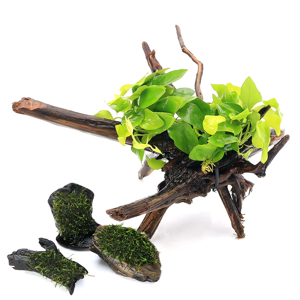 （水草）置くだけ簡単レイアウトセット　アヌビアスナナ　ゴールデン＋巻きたて　ウィローモス　流木ＳＳサイズ　（１セット）　北海道・九州航空便要保温　ＣＲＣ12―23―60―00―00