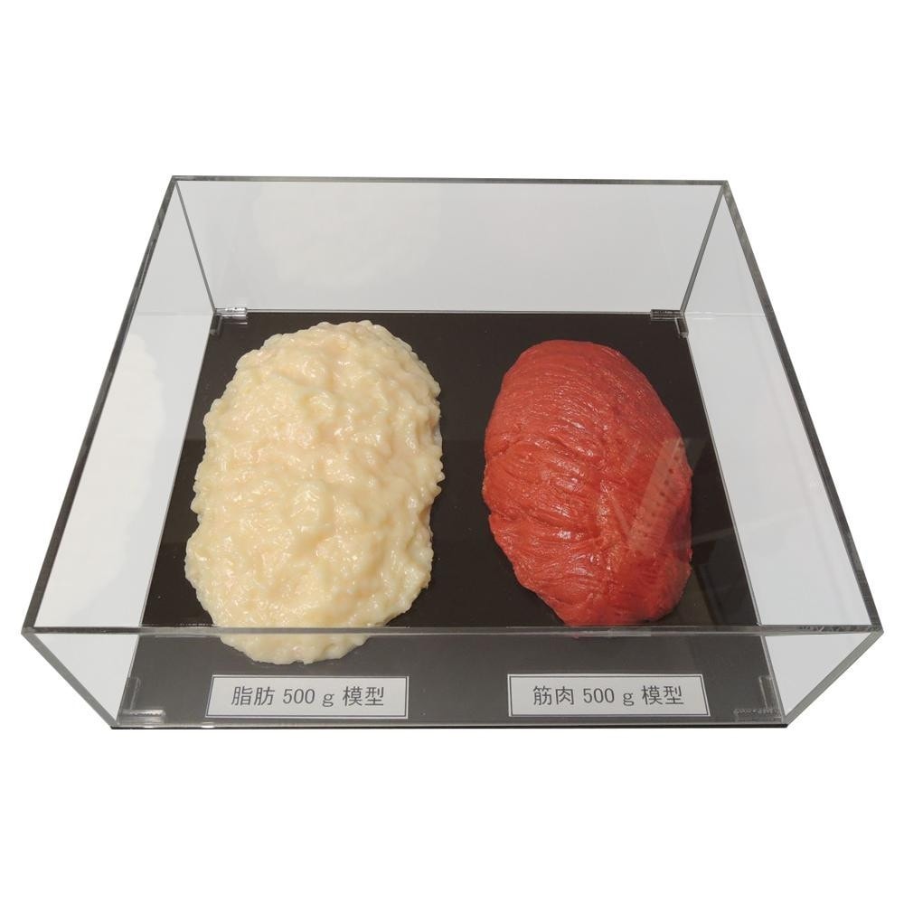 脂肪/筋肉対比セット（アクリルケース入）500g IP-981