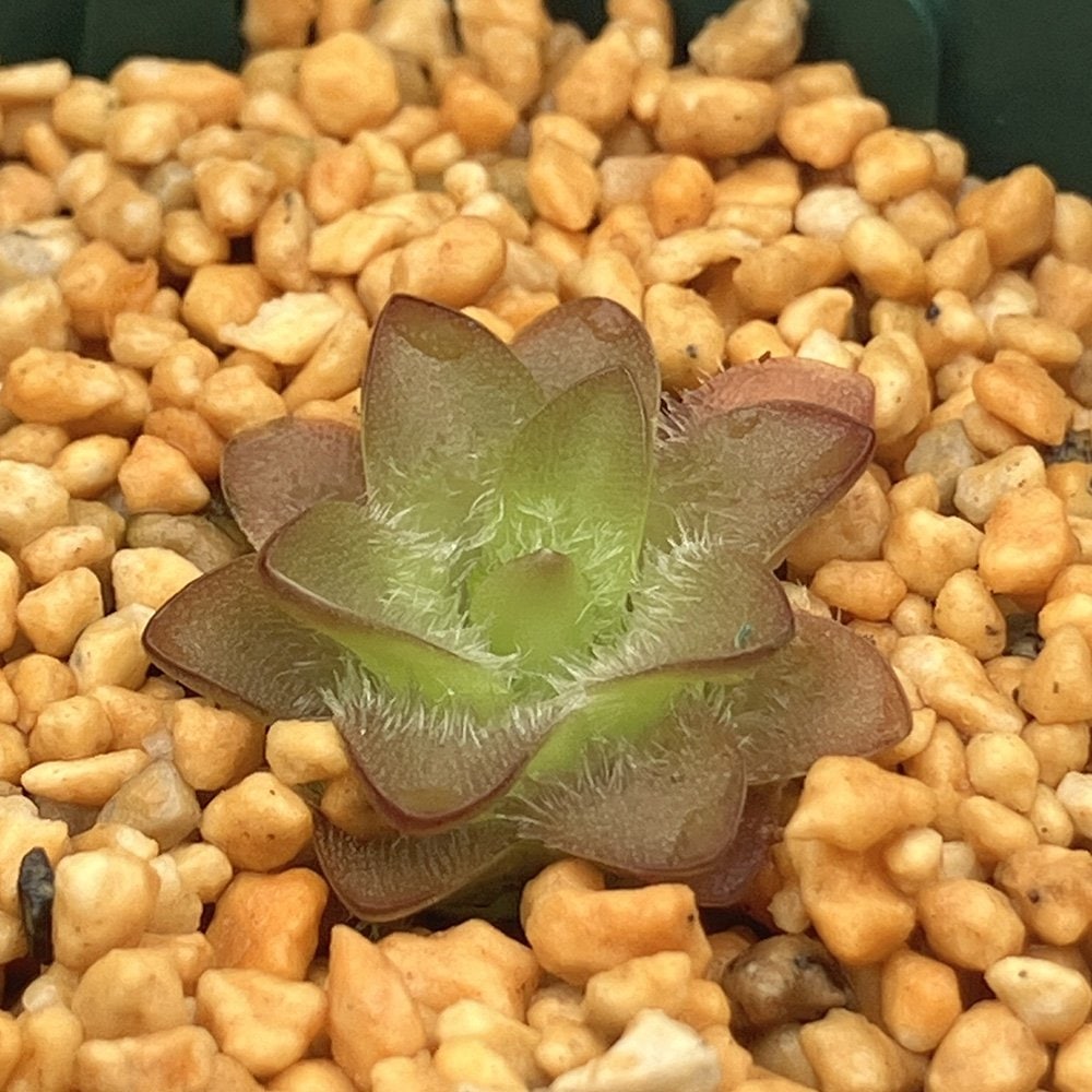 （食虫植物）ムシトリスミレ　ピンギキュラ　クリスタル　２号（１鉢）　ＣＲＣ17―80―50―00―00