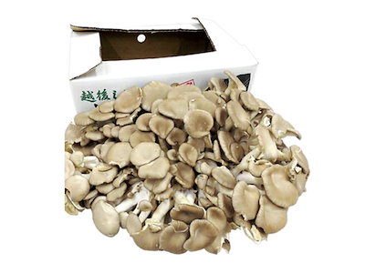 新潟県 白根 大凧しめじ（ヒラタケ） 約1kg ひらたけ...のサムネイル
