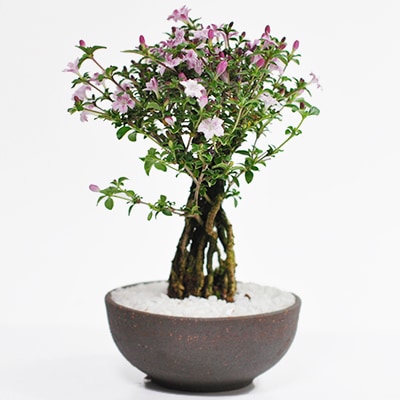 盆栽 ミニ盆栽 香丁木 コウチョウギ 万古焼天目鉢 花物盆栽 花もの ギフト 盆栽 開店 お祝い 退職 ラッピング 母の日 父の日 敬老の日 誕生日 プレゼントに 盆栽妙