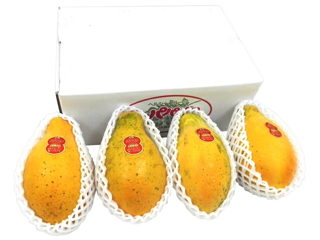 宮崎パパイヤ =サンライズソロ= 3-6玉前後 約2kg 予約 4月以降