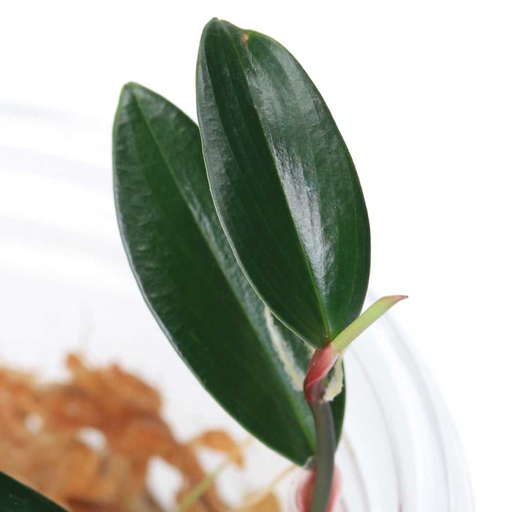 （テラリウム）フィロデンドロンａｆｆ．ピレリアヌム　Ｄａｒｋｓｉｄｅ（１カップ）　ＣＲＣ12―88―20―00―00