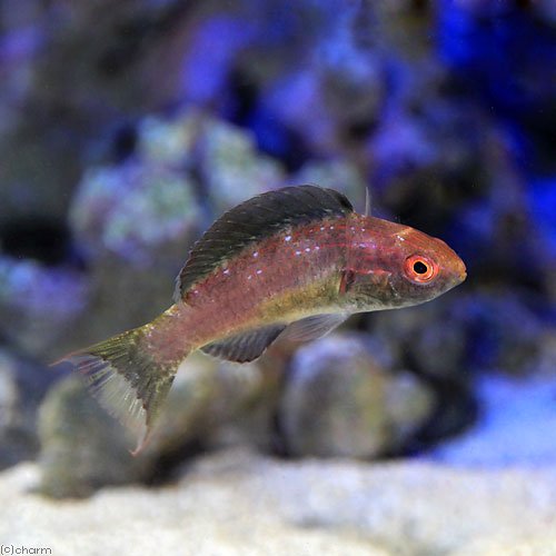 （海水魚）ブルネウスフェアリーラス（１匹）　北海道・九州航空便要保温　ＣＲＣ26―30―26―10―00