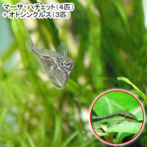（熱帯魚）マーサ・ハチェット（４匹）＋オトシンクルス（３匹）　北海道航空便要保温　ＣＲＣ13―20―10―50―00
