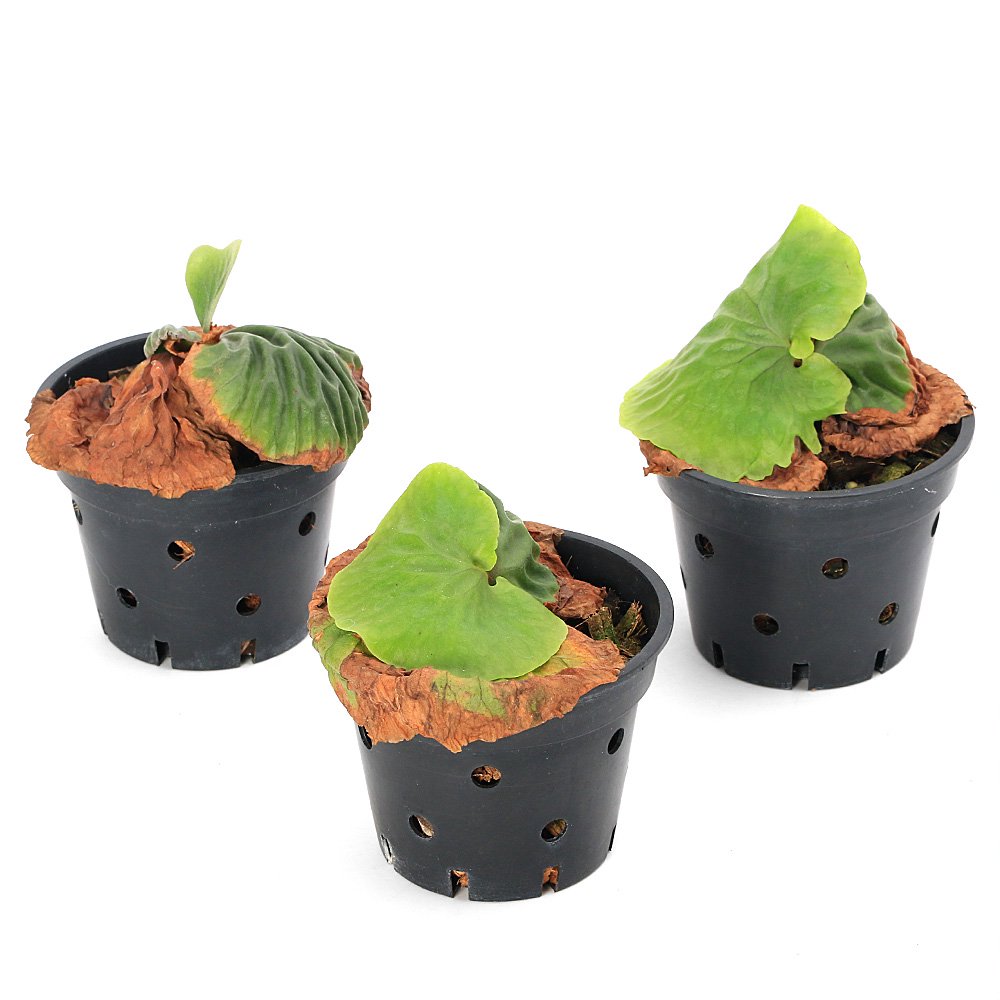 （観葉植物）ビカクシダ　マダガスカリエンセ　３号（１鉢）　ＣＲＣ15―30―20―02―00