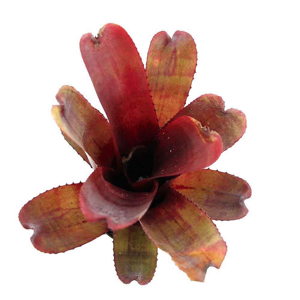 （観葉植物）エクメア　ヌディカウリス　レッドフォーム　３号（１鉢）タンクブロメリア　ＣＲＣ15―30―10―10―00