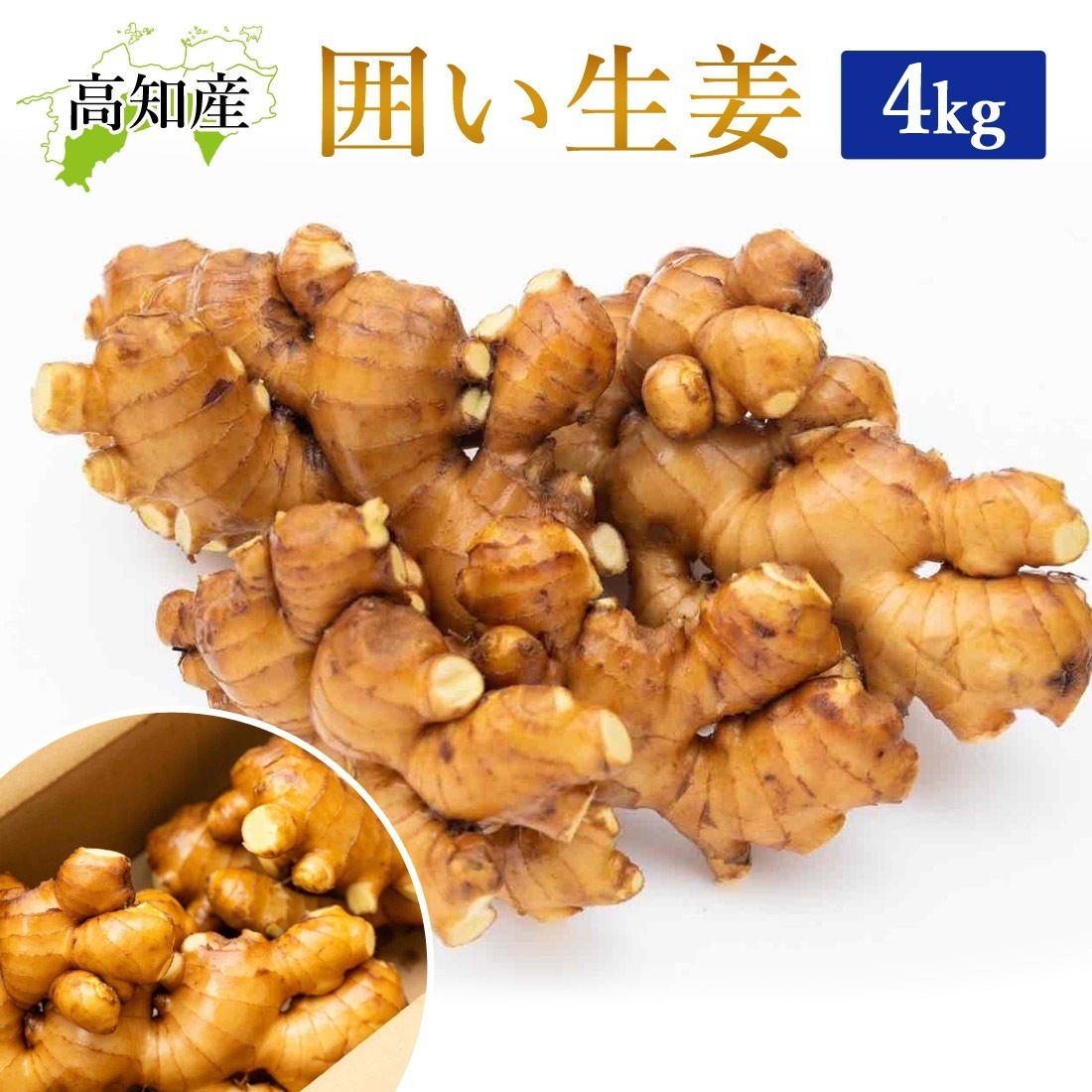 【山北産直】 生姜 4kg 高知県産 国産 しょうが 農家直送 高知産 ショウガ 4キロ 囲生姜 高知生姜 囲い生姜 洗い生姜 ヤマト発送