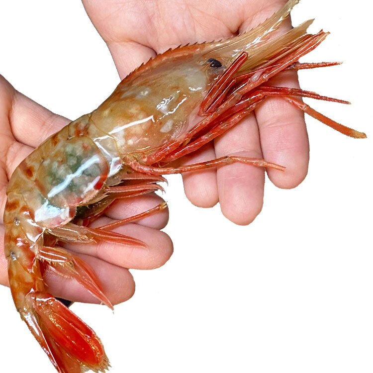 ボタンエビ 超 特大 1kg (14尾前後) 刺身 卵 子 持ち えび 海老 蝦 蛯 ぷりっと甘味ある新鮮急速凍結生鮮・貝類