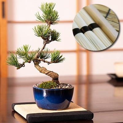 盆栽 松 樹齢 5年 ミニ五葉松 そうめん セット 人気 ランキング プレゼント 送料無料 手頃 初心者 国産 香川 小豆島 ブランド 聖地 贈り物 和 伝統 ギフト 癒やし 納涼 10000円以下